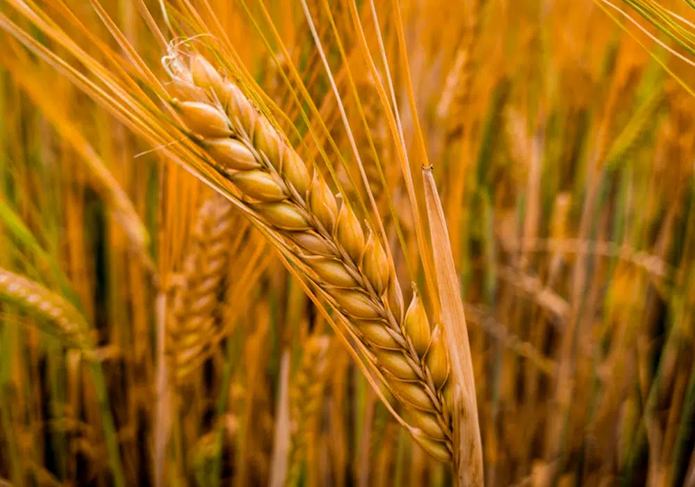 Wheat
