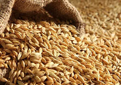 Other grain